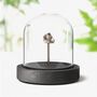 Lunar Slice Authentic Meteorite Glass Dome Bell Jar, thumbnail 1 of 4