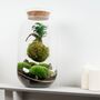 Diy Kokedama Terrarium Kit H: 42 Cm | 'Chamonix', thumbnail 5 of 12