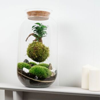 Diy Kokedama Terrarium Kit H: 42 Cm | 'Chamonix', 5 of 12