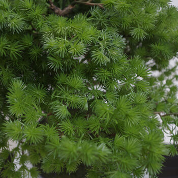 50cm Artificial Luxury Pine Bonsai Tree, 2 of 5