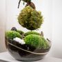 Diy Kokedama Terrarium Kit H: 42 Cm | 'Chamonix', thumbnail 8 of 12