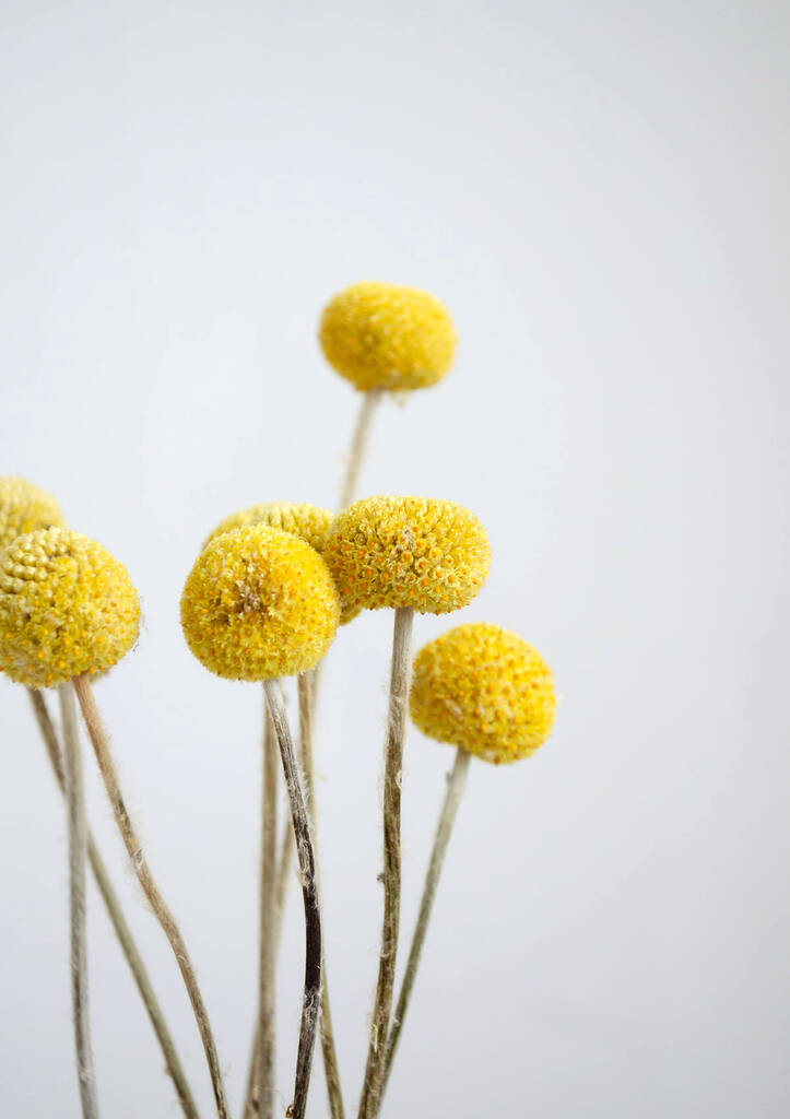 Dried Natural Craspedia Bright Yellow By Little Deer