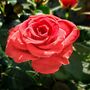 Hybrid Tea Rose 'Fragrant Cloud' Plant 5 L Pot, thumbnail 1 of 6