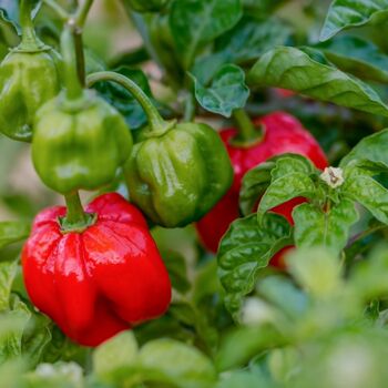 Chilli Plant 'Scotch Bonnet Red' 2x Plug Plant Pack, 3 of 8