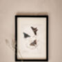 Set Of Four Framed Vintage Butterfly Art Prints, thumbnail 5 of 10