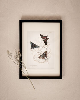 Set Of Four Framed Vintage Butterfly Art Prints, 5 of 10