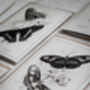Monochrome Butterfly Greeting Cards – Set Of Four A6, thumbnail 10 of 11
