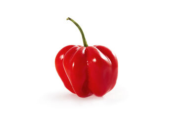 Chilli Plant 'Scotch Bonnet Red' 12x Plug Plant Pack, 2 of 8