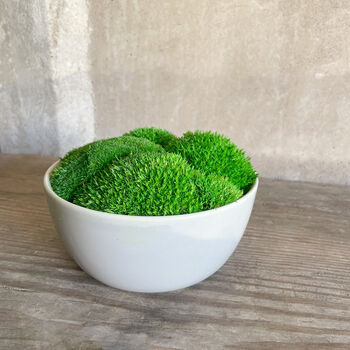 Preserved Moss In Ceramic Sugar Bowl, 2 of 3