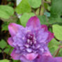 Clematis Vyvyan Pennell, Plant Gift, thumbnail 1 of 2