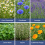 Personalised Relaxation Time Seedsticks, thumbnail 6 of 11
