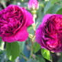 Rose Othello, Garden Rose Gift, thumbnail 1 of 2