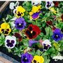 Pansy Mix 'Multi Colours' 20 X Plant Pack, thumbnail 3 of 5