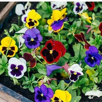 Pansy Mix 'Multi Colours' 20 X Plant Pack, 3 of 5