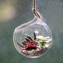 Hanging Glass Orb Succulent Terrarium Kit, thumbnail 2 of 4