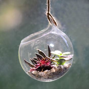 Hanging Glass Orb Succulent Terrarium Kit, 2 of 4