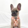 Cookie Crumble Adjustable Dog Harness, thumbnail 2 of 3