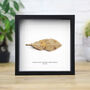 Roman Leaf Shaped Arrowhead Box Frame Real Authentic Fossil Archaeology Ancient History Museum Quality Interior Design Home Decor Display Gift Ornament, thumbnail 1 of 4