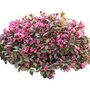 Perennial Weigela 'Victoria' One X Plant In 1 Litre Pot, thumbnail 1 of 8