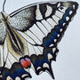 Swallowtail Illustrated Butterfly Print, thumbnail 3 of 6