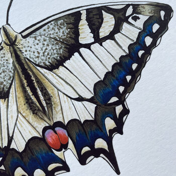 Swallowtail Illustrated Butterfly Print, 3 of 6