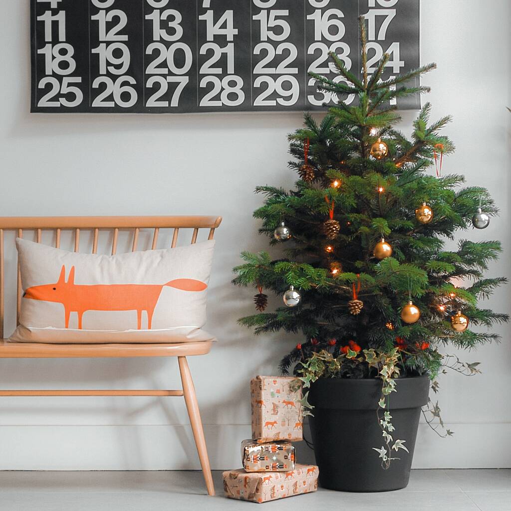 Real Potted Eco Christmas Tree Large By Muddy Trowel