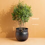 Pembridge Extra Large Hammered Brass Planter 45cm, thumbnail 9 of 9