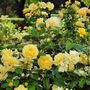 Floribunda Rose 'Absolutely Fabulous' One X Bare Root, thumbnail 4 of 5