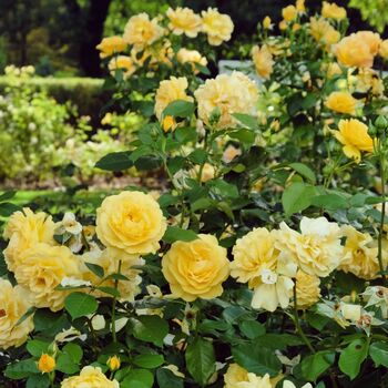 Floribunda Rose 'Absolutely Fabulous' One X Bare Root, 4 of 5
