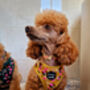 Vintage Yellow Buttercup Peonies Dog Harness, thumbnail 8 of 11