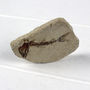 Personalised Happy Retirement Gift You Old Fossil, thumbnail 2 of 2