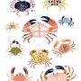 Crab Art Print, thumbnail 5 of 5