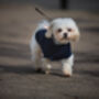 Maltipoo Polartec Dog Coat, thumbnail 2 of 10
