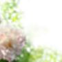 Peony Plants, 'Catharine Fontyn', thumbnail 3 of 3