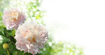 Peony Plants, 'Catharine Fontyn', 3 of 3