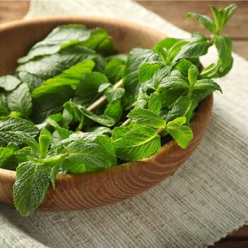 Herbs, Lemon Mint, One X Full Plant In A 9cm Pot, 4 of 5