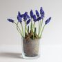 Plant Your Own Spring Muscari Bulb, thumbnail 2 of 12