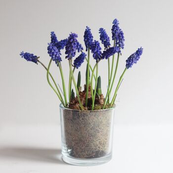 Plant Your Own Spring Muscari Bulb, 2 of 12