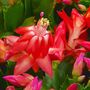 Christmas Cactus 'Caribbean Dancer' One X 15cm Pot, thumbnail 1 of 5