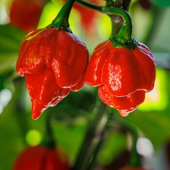 Chilli Plants 'Carolina Reaper' Plug Plant Packs, 2 of 9