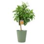 Citrus Orange Tree – 5 L Pot Indoor Fruit Plant, thumbnail 4 of 4