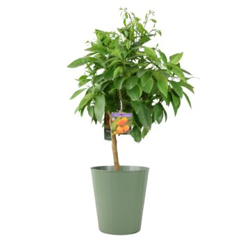 Citrus Orange Tree – 5 L Pot Indoor Fruit Plant, 4 of 4