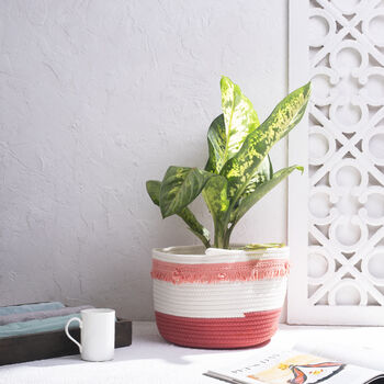 Soft Cotton White And Pink Plant Or Storage Basket, 4 of 4