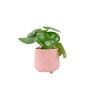 Peperomia Raindrop Plant In 12cm Pot Indoor Houseplant, thumbnail 2 of 7