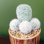 20cm Artificial Cactus Plant In Ceramic Planter, thumbnail 3 of 3
