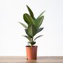 Rubber Plant | Ficus Elastica, thumbnail 2 of 4
