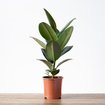 Rubber Plant | Ficus Elastica, 2 of 4