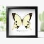 Flying Handkerchief Insect Bug Moth Butterfly Box Frame Entomology Taxidermy Interior Design Modern Home Decor Wall Hanging Display Gift Ornament, thumbnail 1 of 3