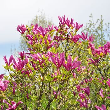 Magonlia Tree Magnolia 'Susan' One In 10 Litre Pot, 3 of 5