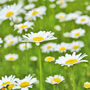 Herb Plants, Chamomile 'Roman' In A One Litre Pot, thumbnail 3 of 7